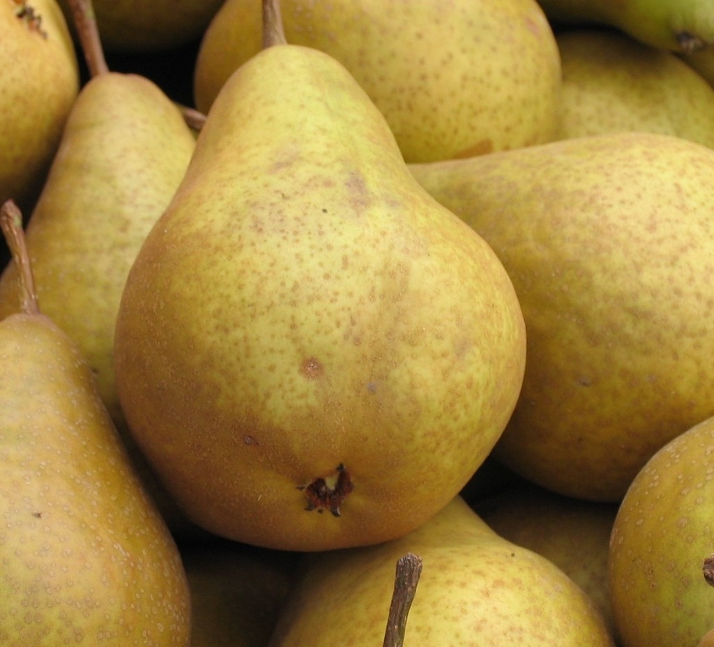 POIRE 'DURENDEAU'