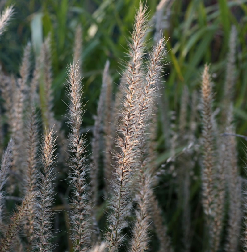 HERBE AUX ÉCOUVILLONS