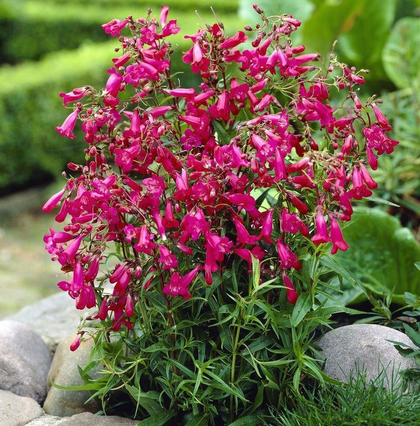 Penstemon 'Garnet'