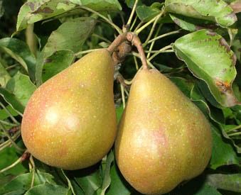 POIRE 'GIESER WILDEMAN'