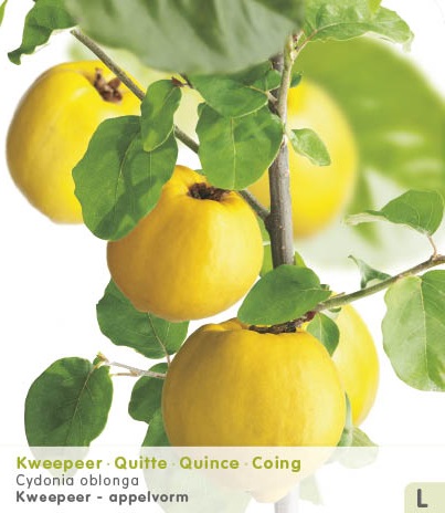 Kweepeer (peervorm)