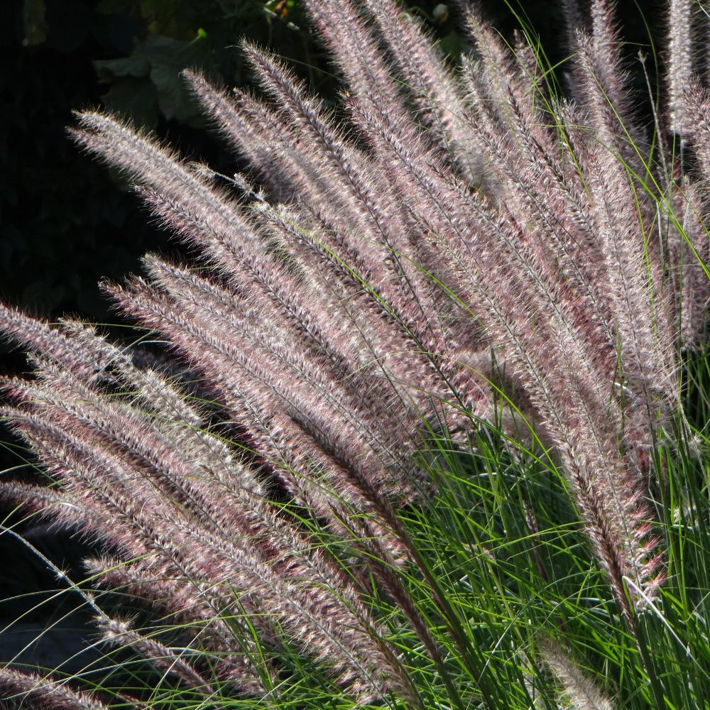 HERBE AUX ÈCOUVILLONS