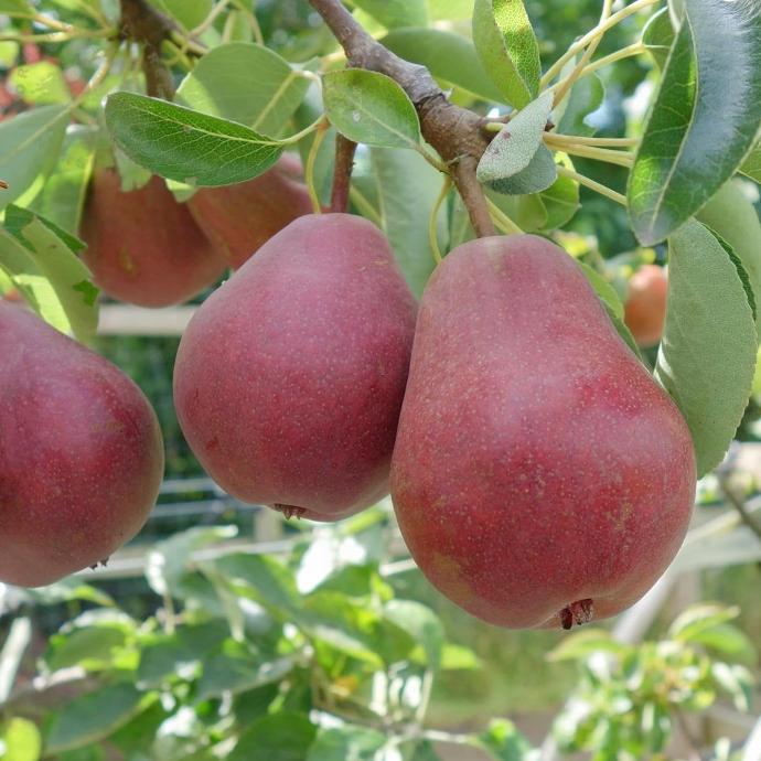 POIRE 'BON CHRÉTIEN WILLIAM' ROUGE
