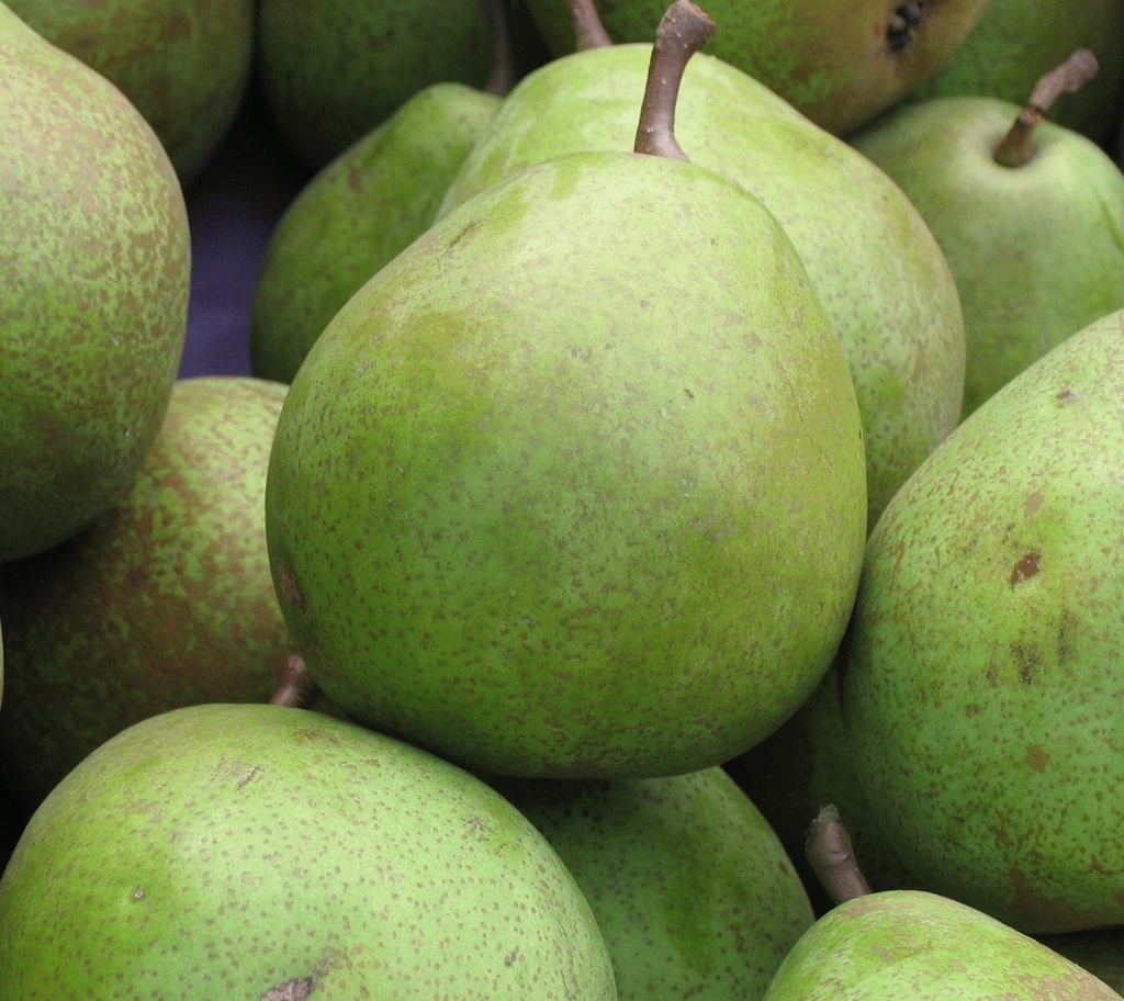 POIRE 'SAINT RÉMY'