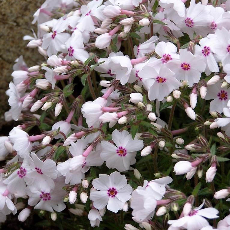 Phlox (S) 'Amazing Grace'