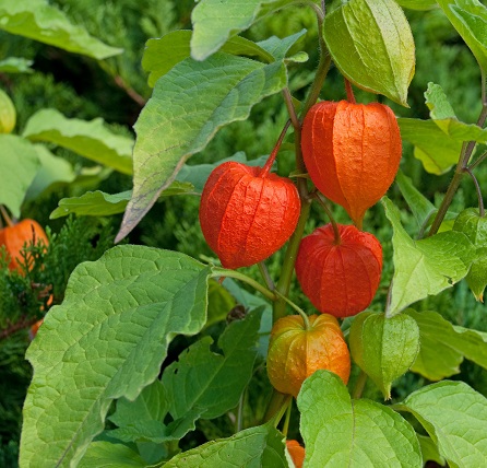 Physalis alkekengi
