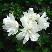 Philadelphus 'Belle Etoile'