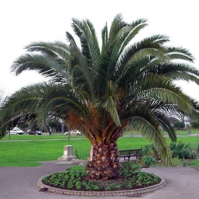 PALMIER DATTIER DES CANARIES