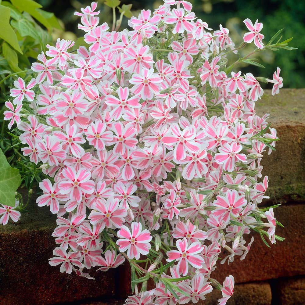 Phlox (S) 'Candy Stripes'
