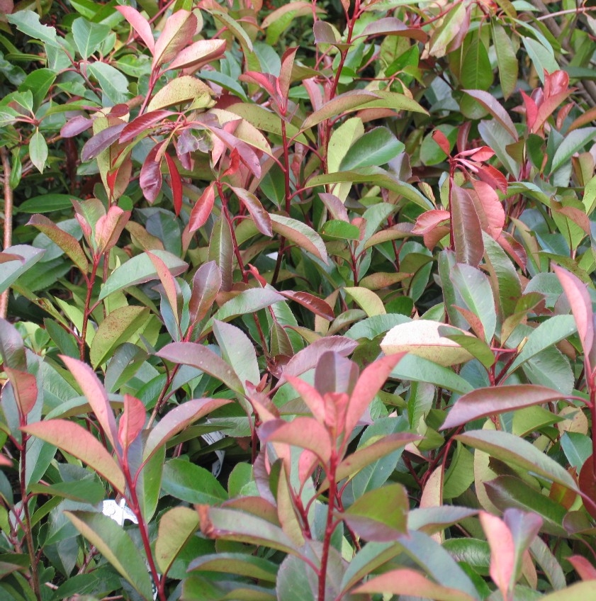 PHOTINIA