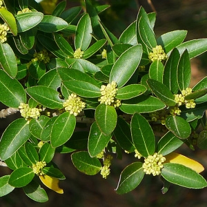 Phillyrea latifolia
