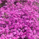 PHLOX