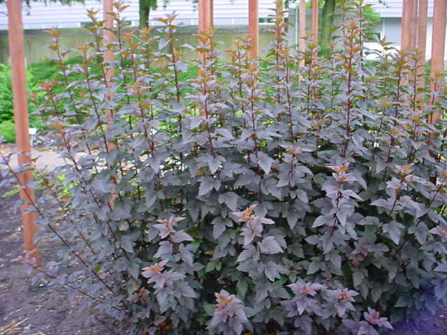 PHYSOCARPE