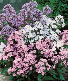 Phlox paniculata