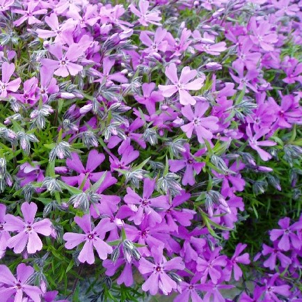 Phlox (S) 'Purple Beauty'