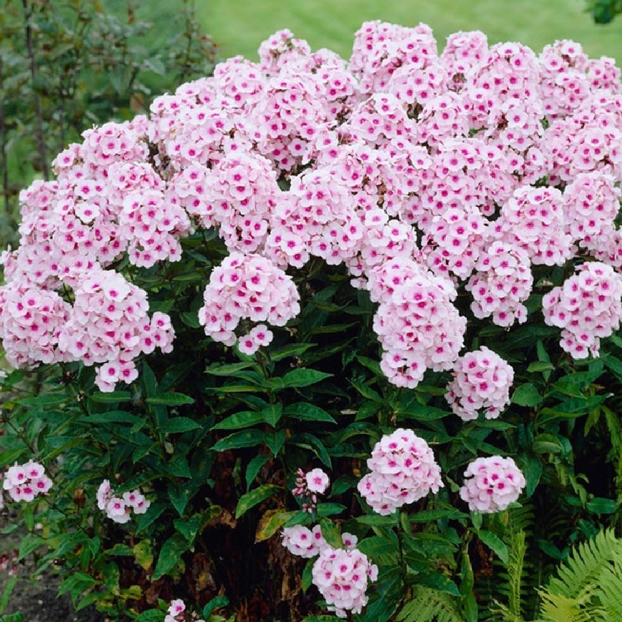 Phlox (P) 'Bright Eyes'