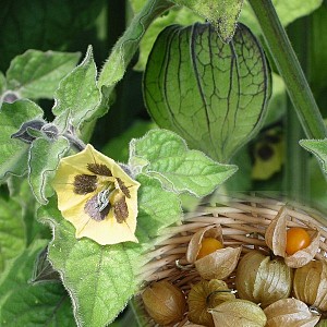 PHYSALIS