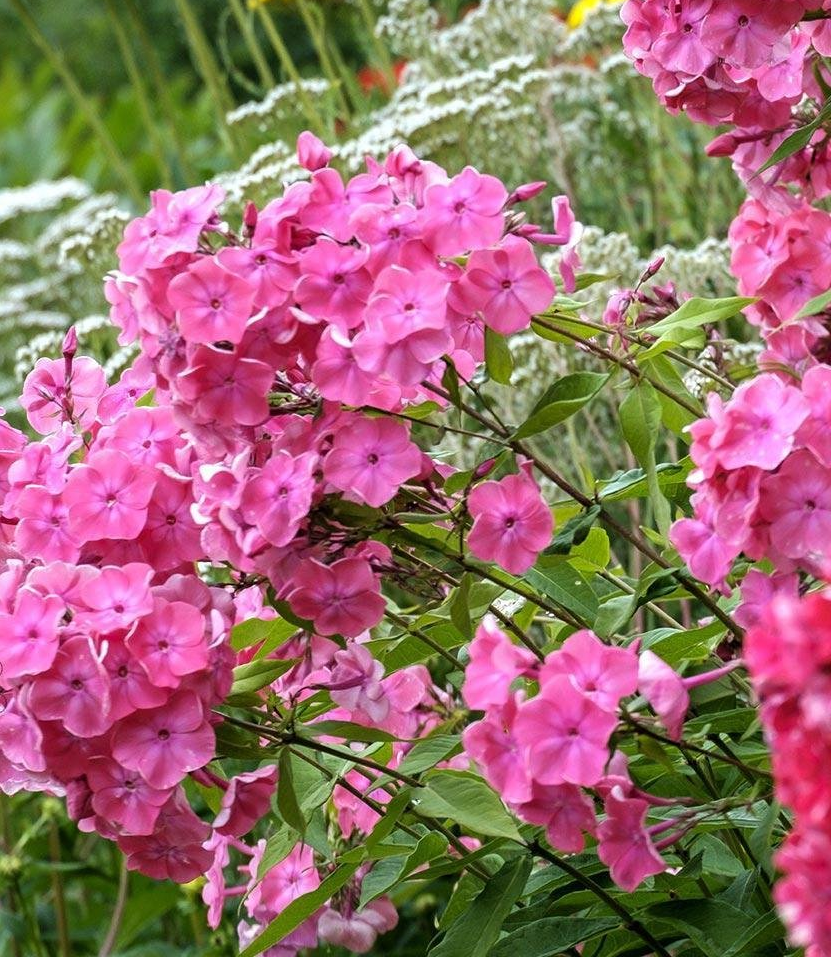 Phlox (P) 'Rijnstroom'