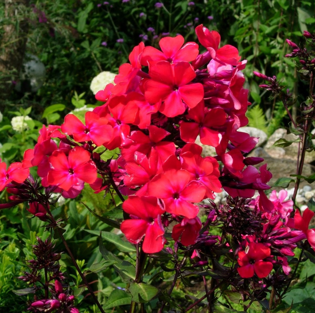Phlox (P) 'Tenor'