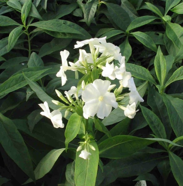 PHLOX