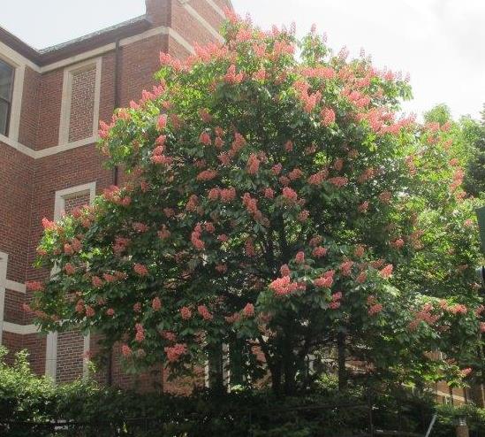 Aesculus carnea 'Briotii'