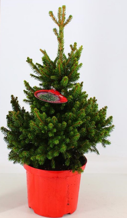 Picea abies 'Will's Zwerg'