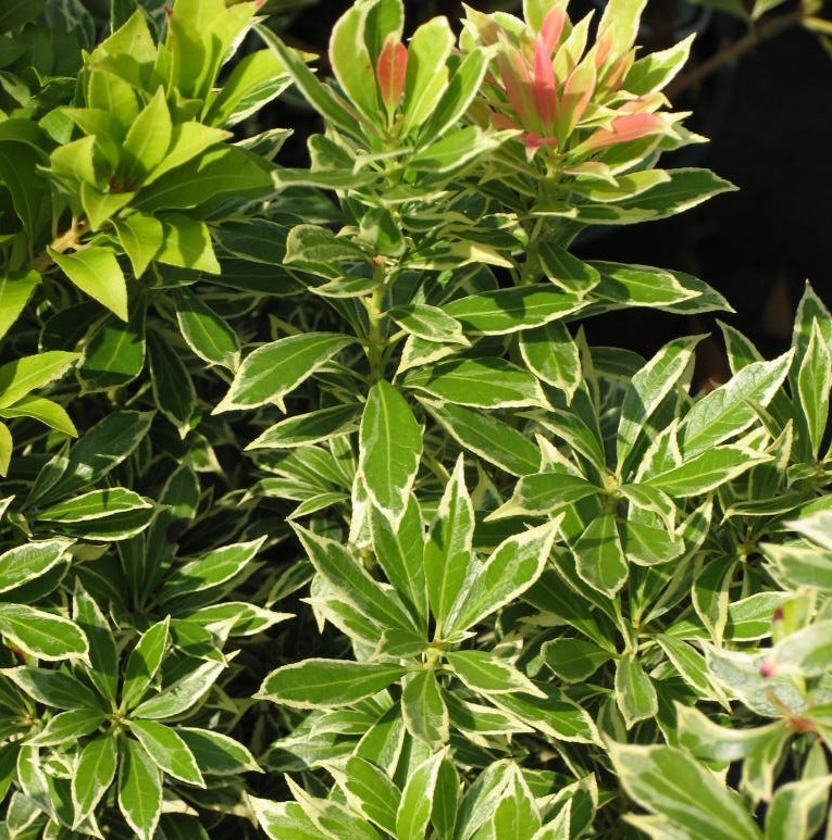 Pieris japonica