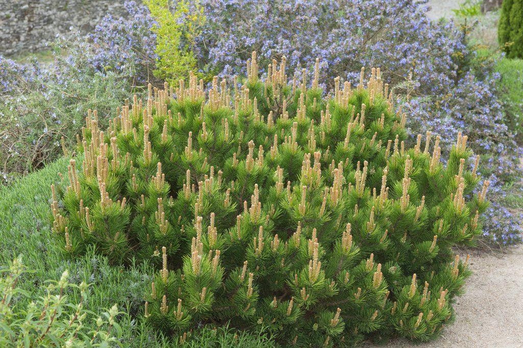 Pinus mugo mughus