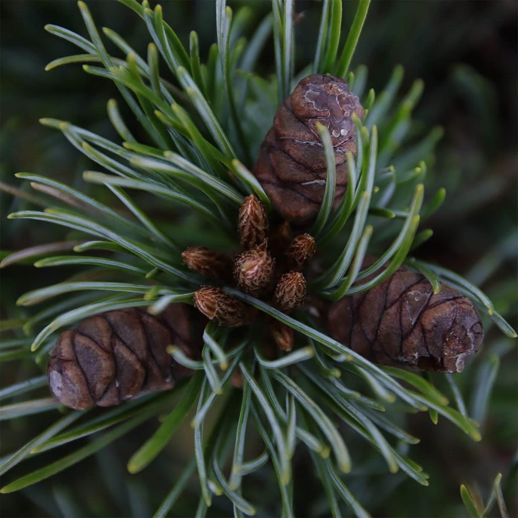 Pinus parviflora 'Negishi' (GD)