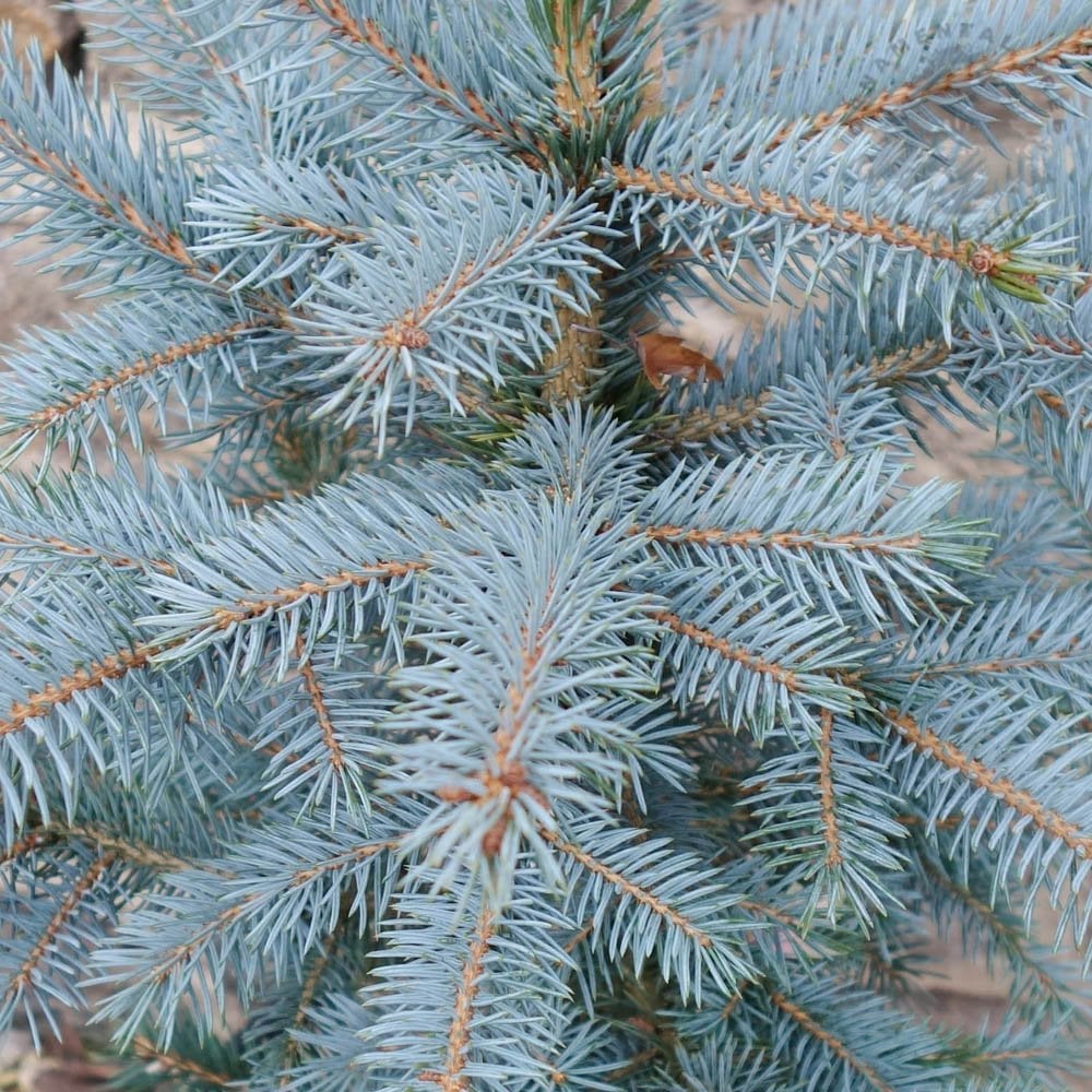 SAPIN BLEU