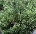 Pinus sylvestris 'Martham'