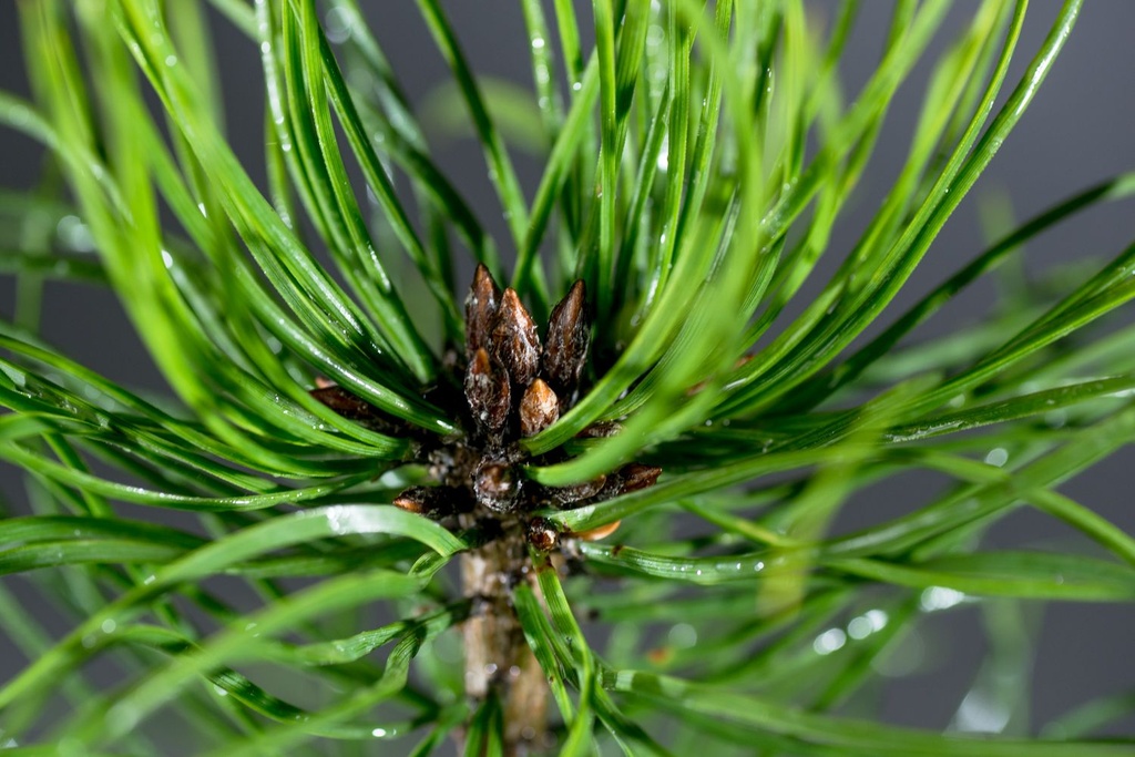 Pinus sylv. 'Norske Typ' BONSAI