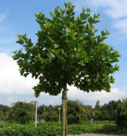 Platanus acerifolia 'Alphens Globe'