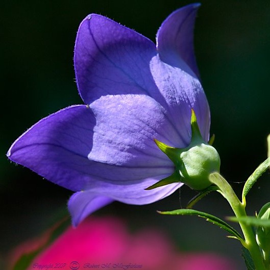 Platycodon grandiflorus