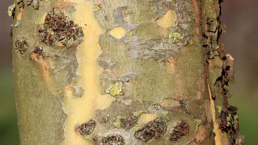 Platanus orientalis 'Minaret'