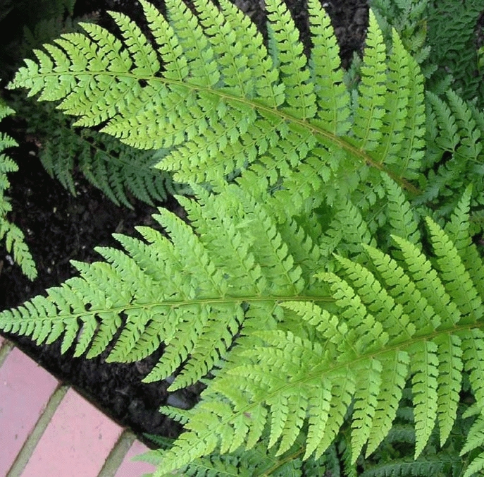 POLYSTIC À FRONDES SOYEUSES