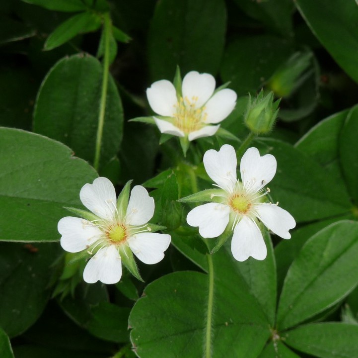 Potentilla tridentata 'Nuuk'