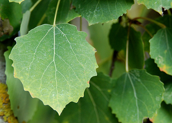 Populus tremula