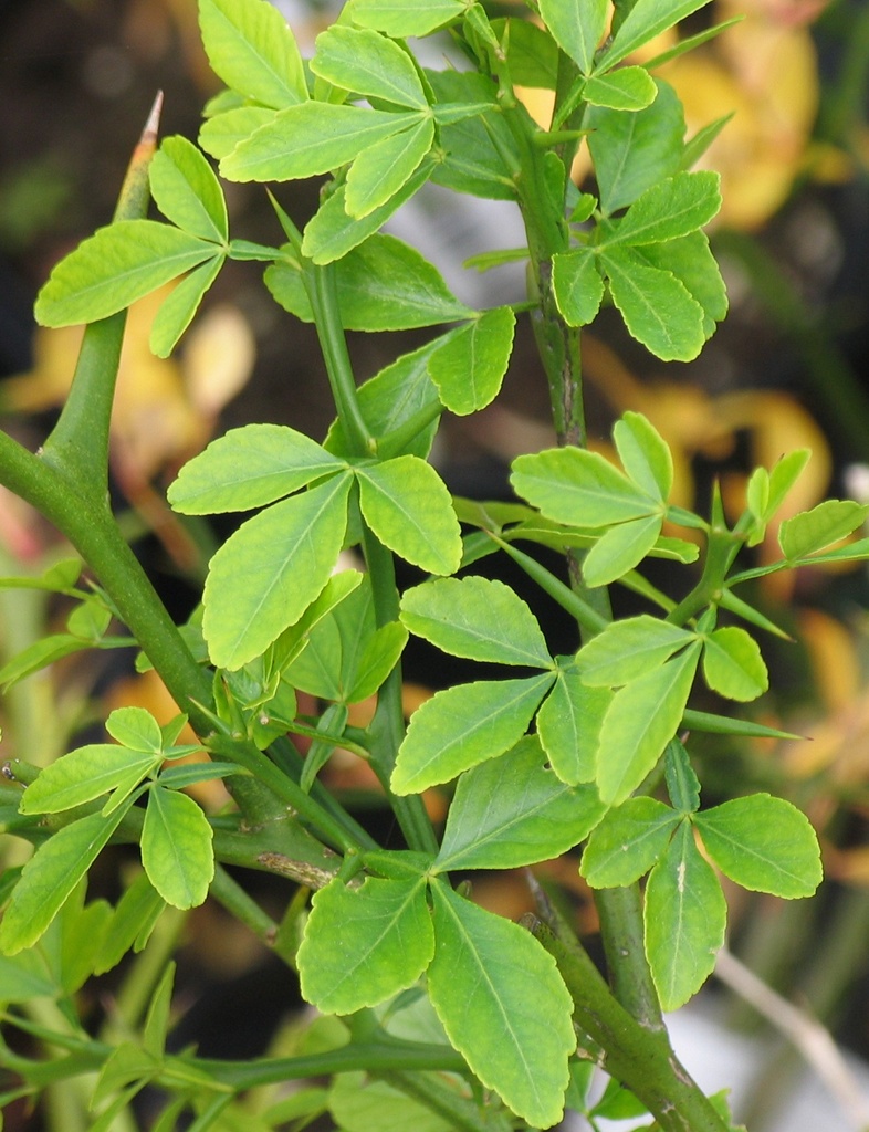 CITRONNIER ÉPINEUX