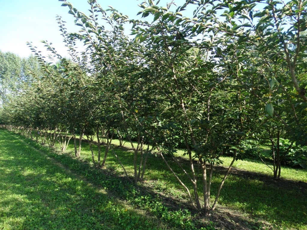 Prunus 'Accolade'