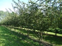 Prunus 'Accolade'