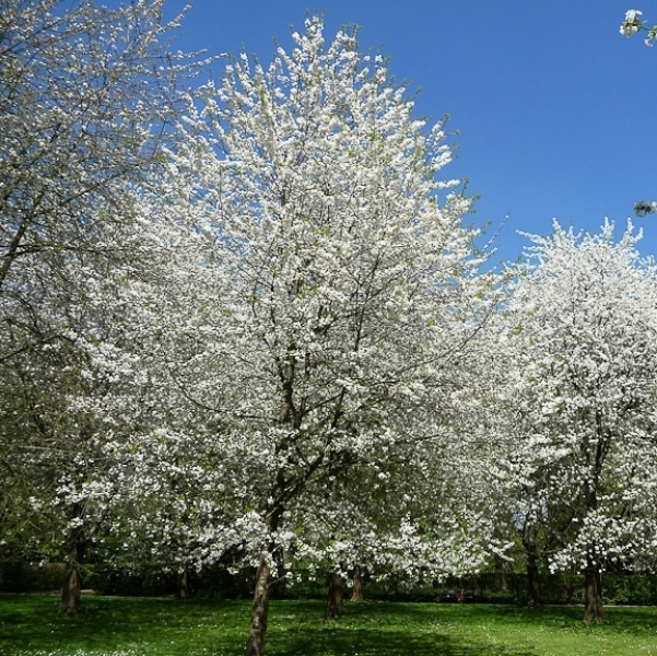 Prunus avium 'Plena'