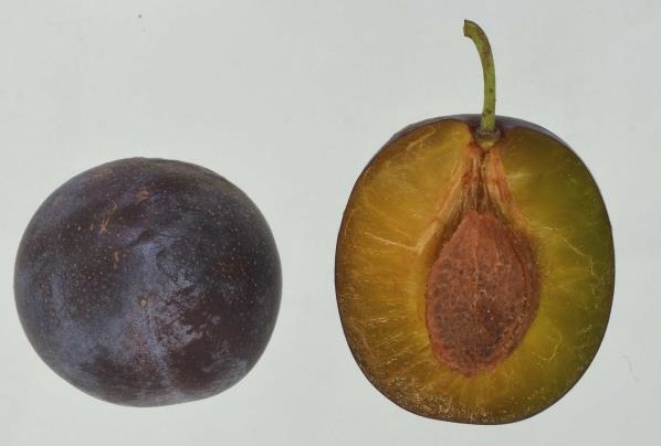 PRUNE 'ANNA SPÄTH'