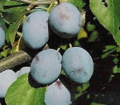 PRUNE 'ALTESSE SIMPLE'
