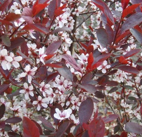 Prunus cistena
