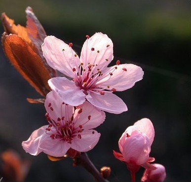 Prunus cerasifera 'Nigra'
