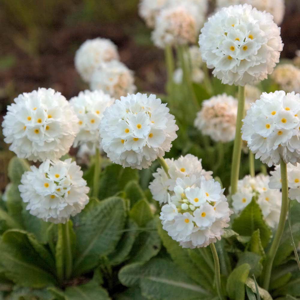 Primula denticulata 'Alba'