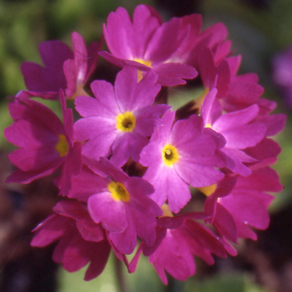 Primula denticulata 'Rubin'
