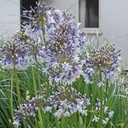 AGAPANTHE