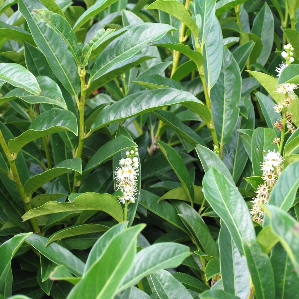 Prunus laur. 'Reynvaanii'